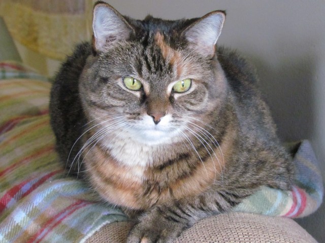 Calypso 2011