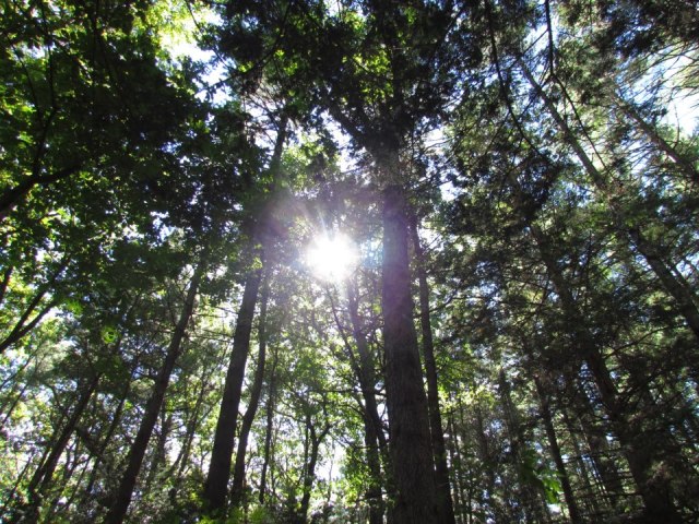 Light
