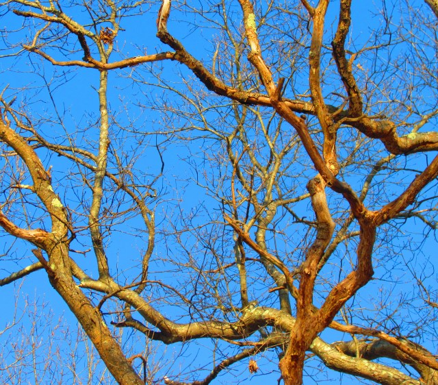 Box Tree
