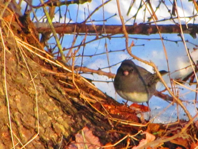 Gray Bird