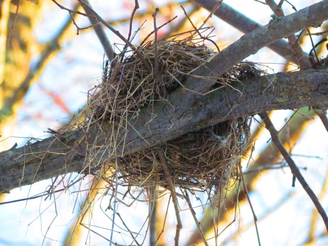 Nest