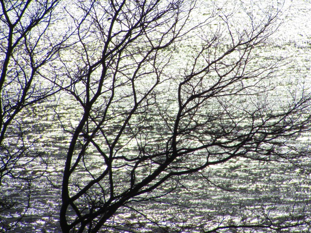 Shimmer