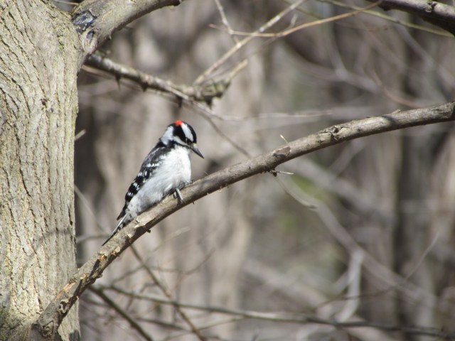 Downy Woodpecker
