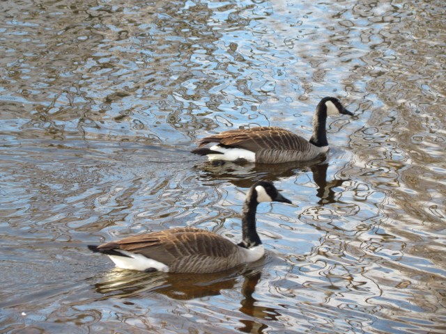 Geese on Glass