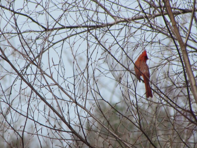 Cardinal