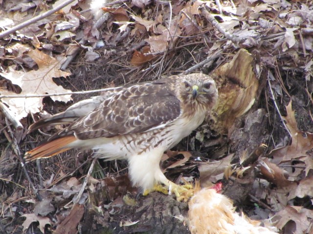 Chicken Hawk