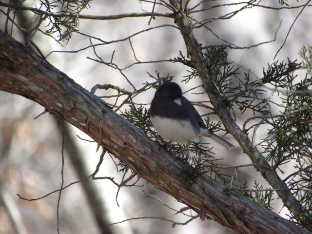 Dark Eyed Junco