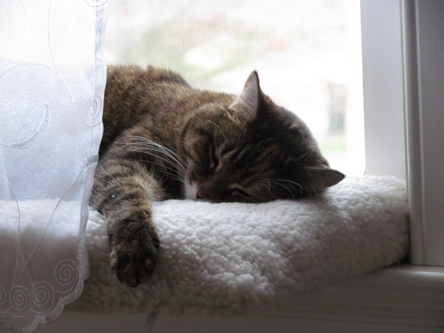 Sleeping Kitty
