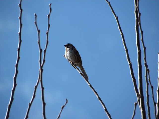 Song Sparrow