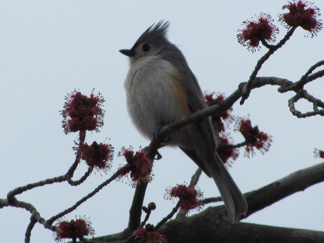 Tufted Titmouse 2