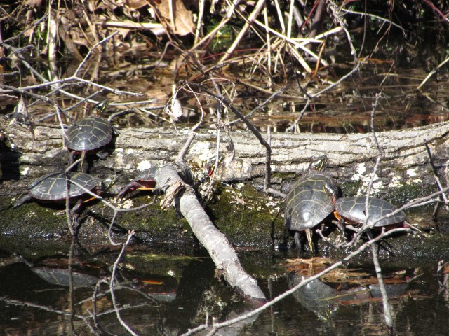 Turtle Palooza