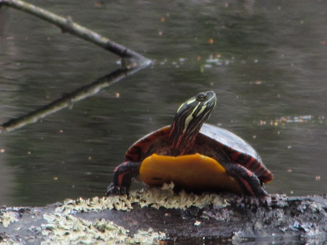Turtle Say Cheese