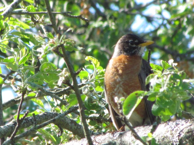 Another Robin