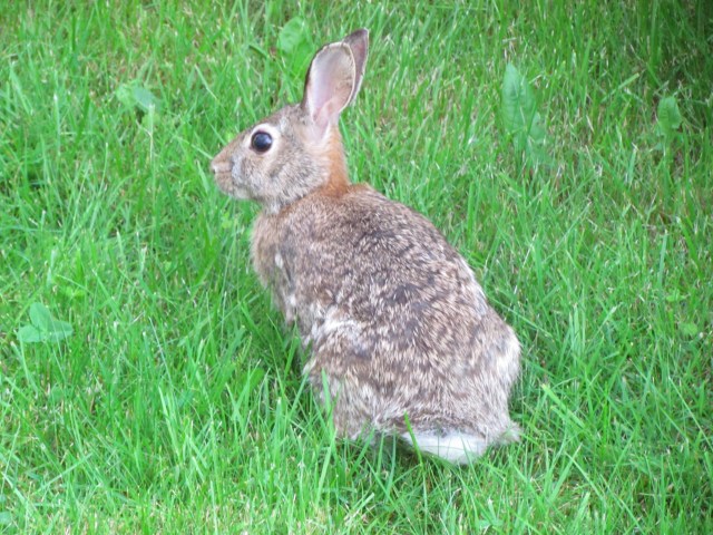 Bunny