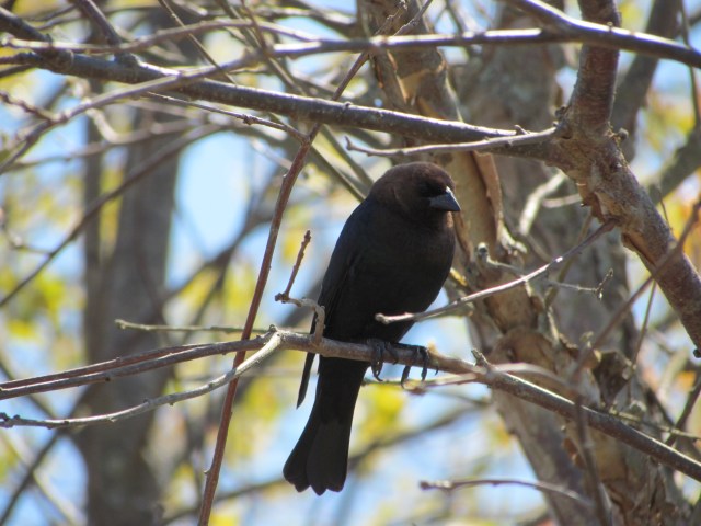 Cowbird 2