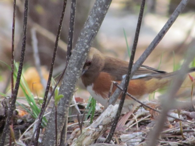 Female Eastern Towhee