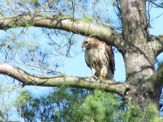 Hawk in Norfolk