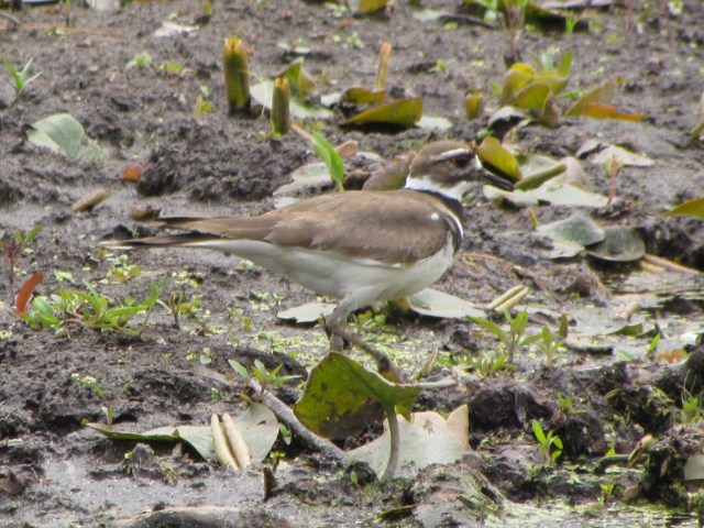 Killdeer