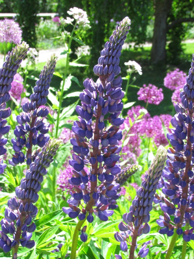 lupines 2