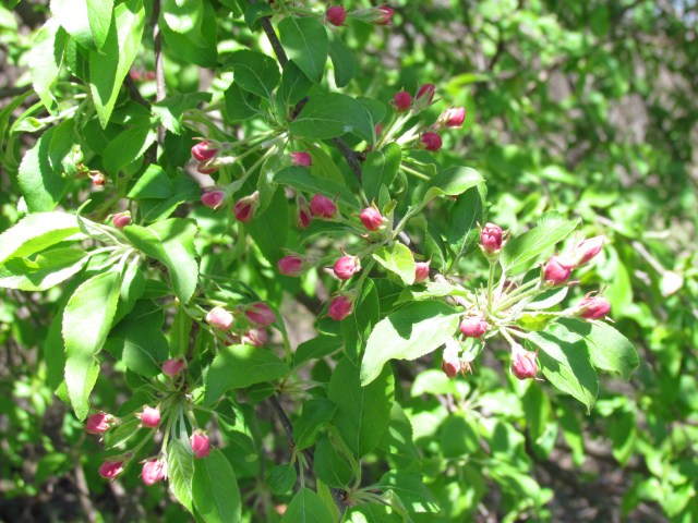 Pink Buds