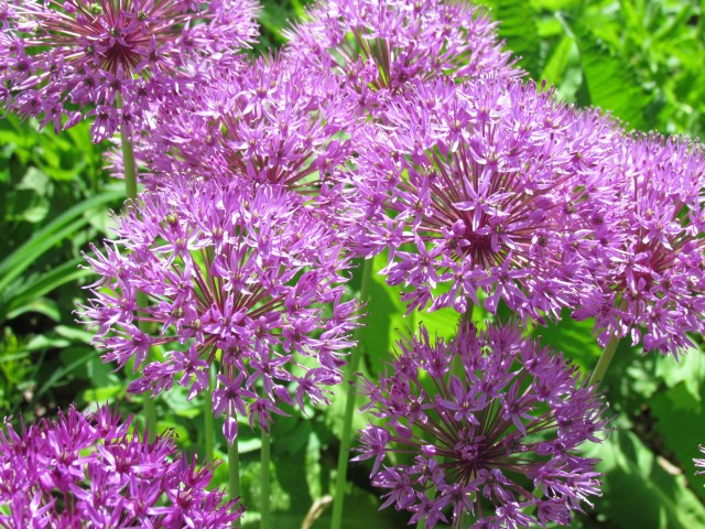 Purple Puffs