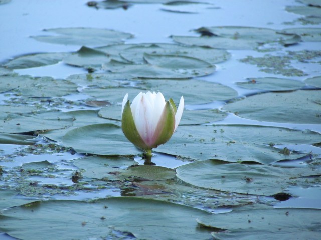 Water lily 3