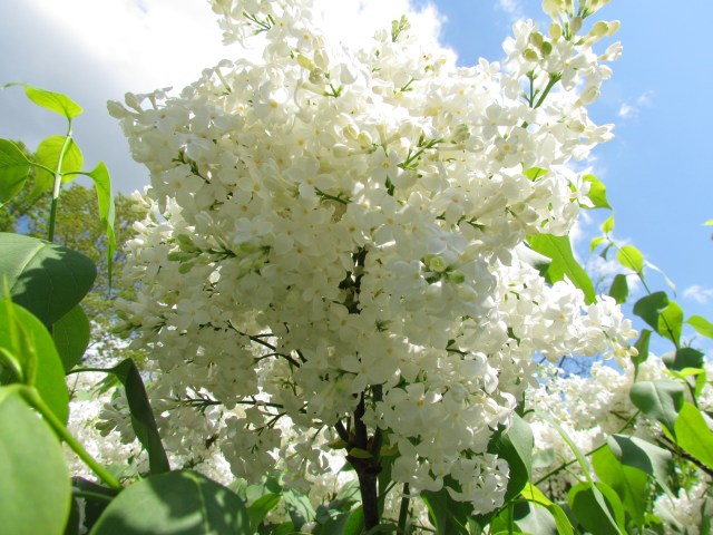 White Lilacs