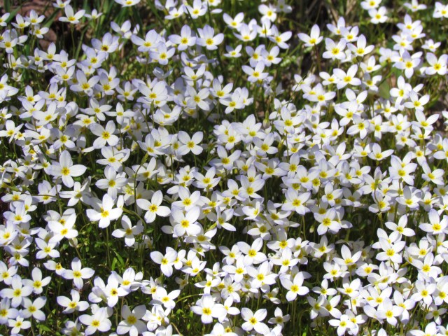 Wildflowers