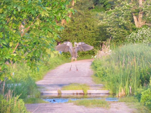flying heron