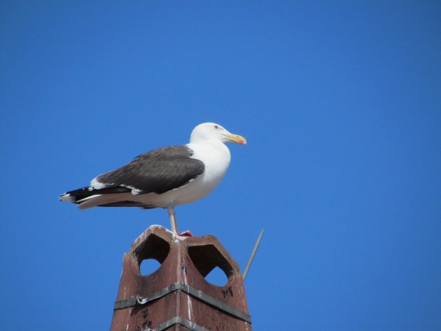 Gloucester gull
