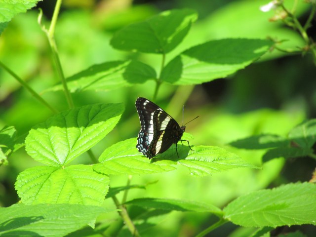 Pemi Butterfly