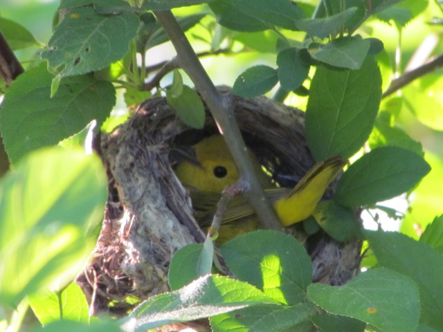 yellow warbler nest