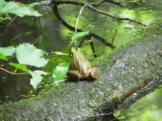 Froggie 3