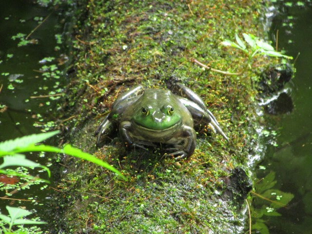 Froggie