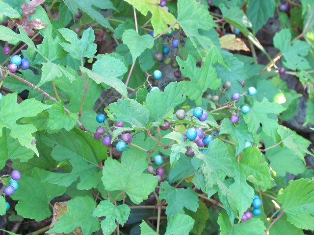 blue and purple