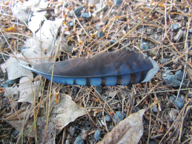 jay feather