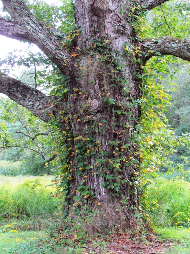 Millis Oak 2