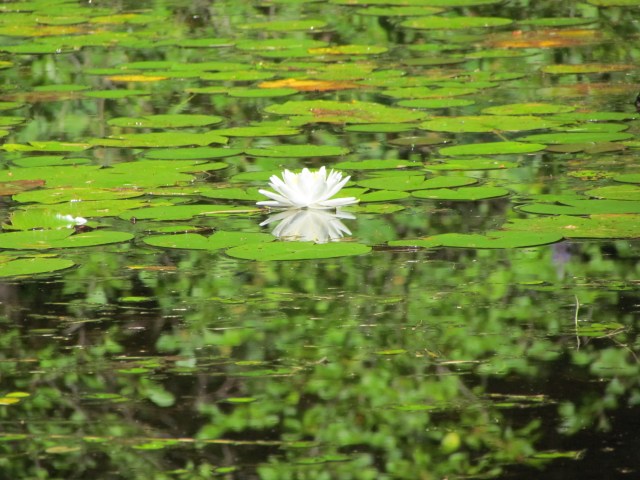 Pond lily