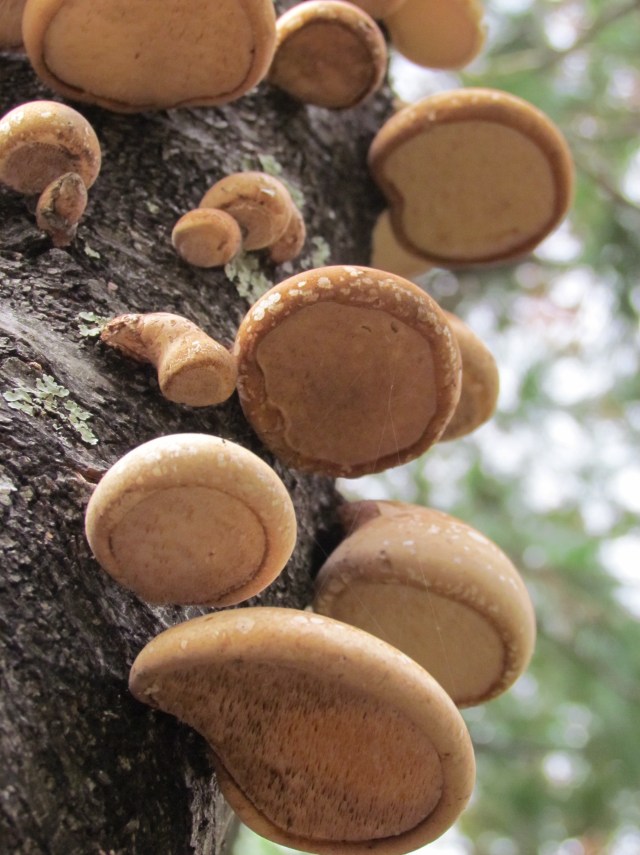 shrooms