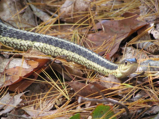 Snake body