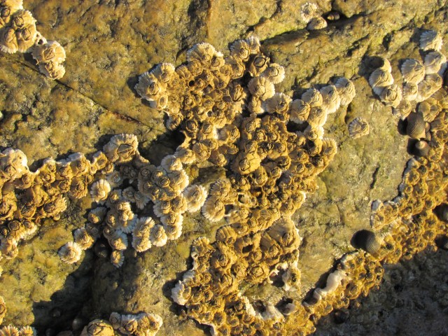 barnacles 2