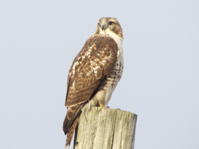 Hawk on pole 2