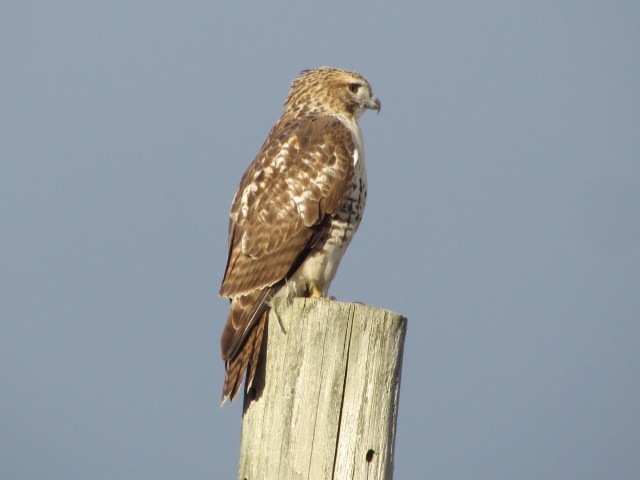Hawk on Pole