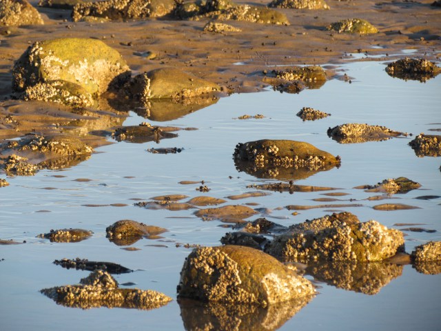 tidal pool