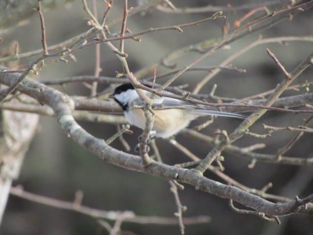 chickadee 13