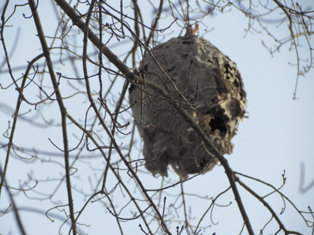 hornets nest