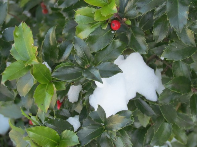 winter bush