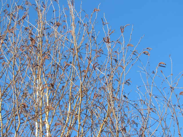 Blue Sky