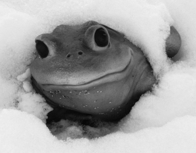 snow frong