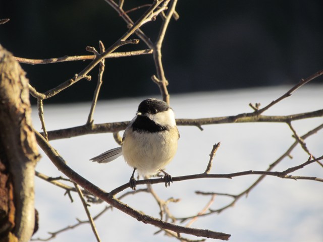 chickadee 3